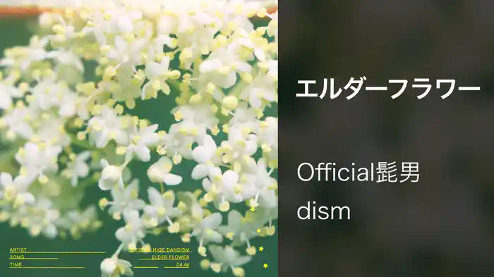 エルダーフラワー