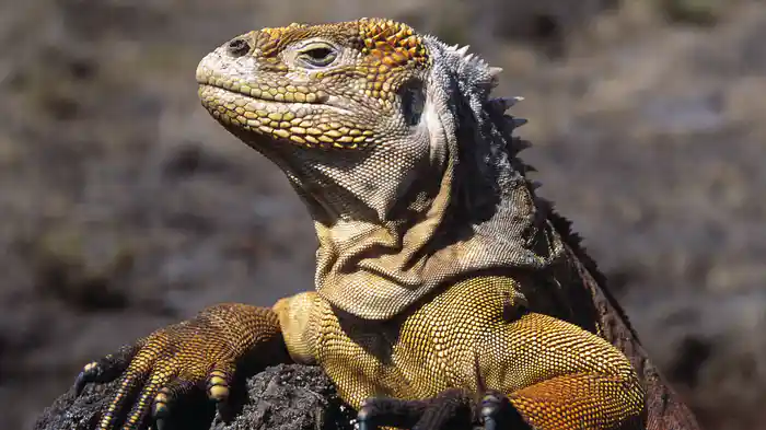 ガラパゴス 進化の刻印