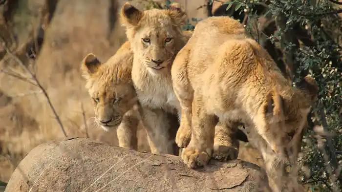 アフリカン・ネイチャー ～生命＜いのち＞の大地～