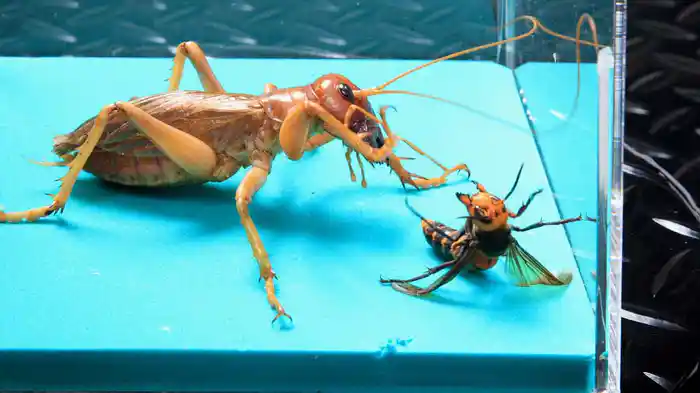 劇場版 虫皇帝シリーズ 完全決着版 化け物巨大コオロギ・リオック降臨!