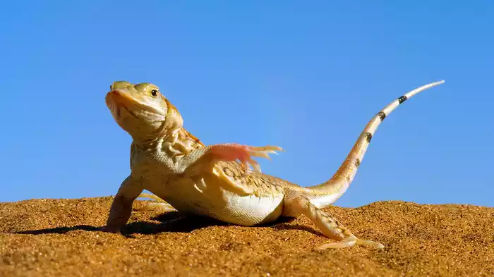 ネイチャー