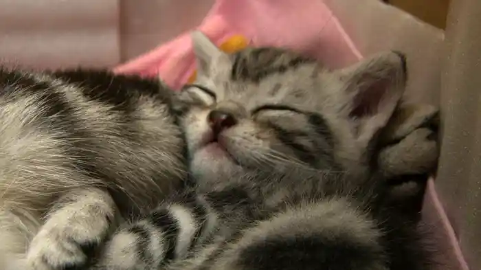 にゃんこ ＴＨＥ ＭＯＶＩＥ ５