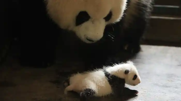 51（ウーイー）世界一小さく生まれたパンダ