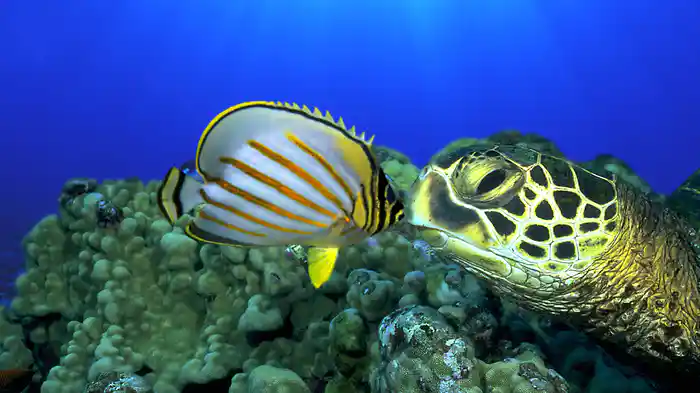 オーシャンワールド