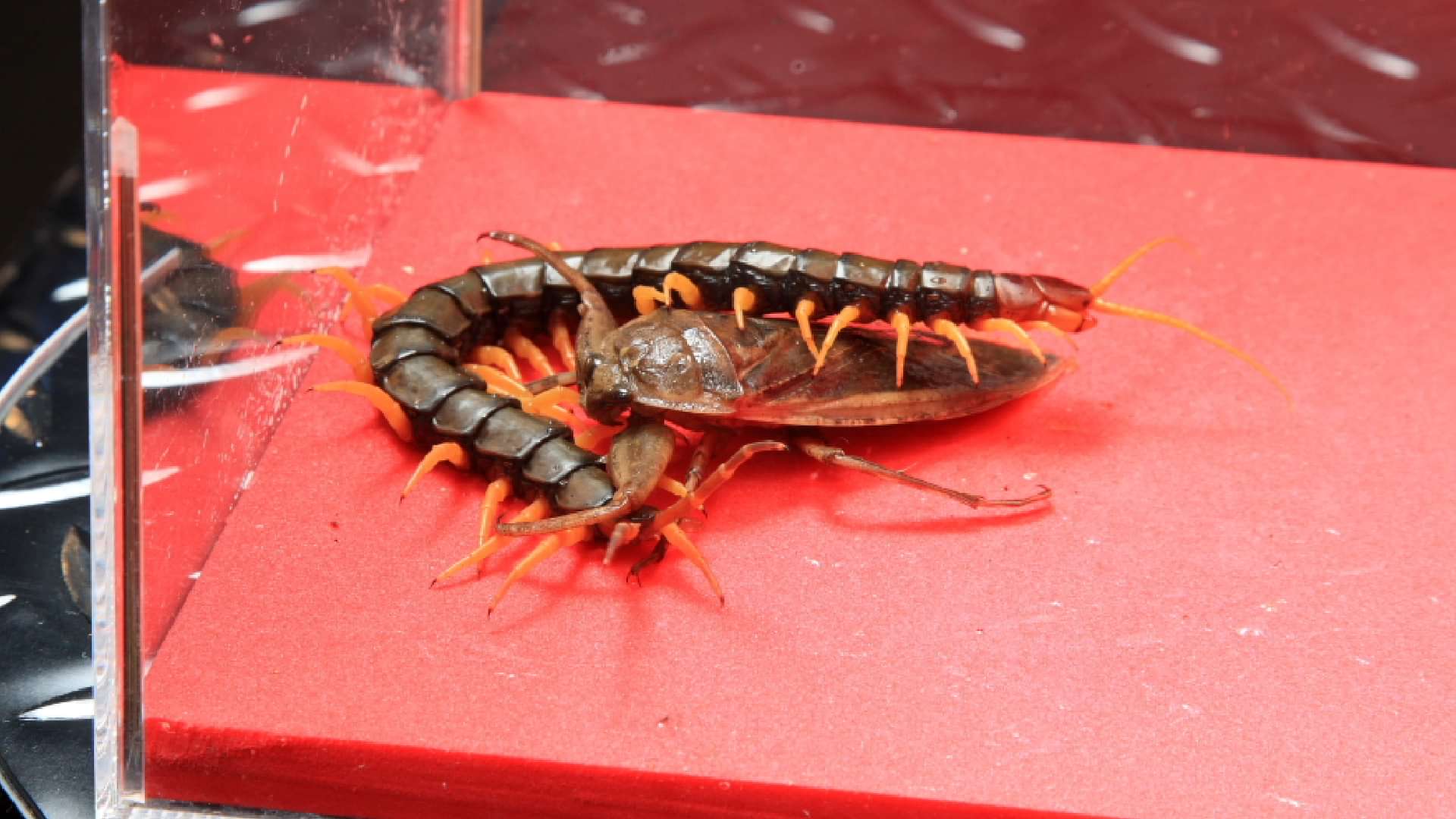 劇場版虫皇帝 邦画 09 動画配信 U Next 31日間無料トライアル