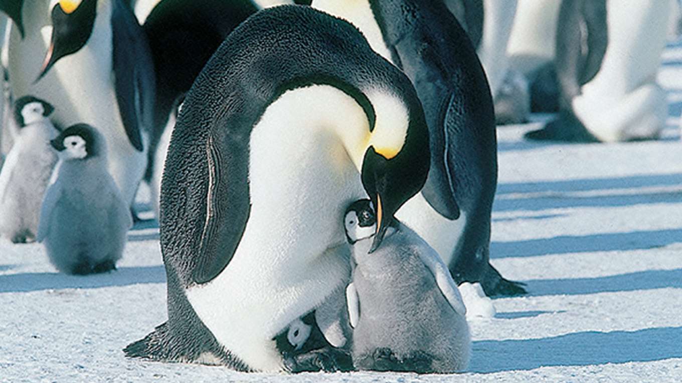 皇帝ペンギンの動画視聴 あらすじ U Next 皇帝ペンギンの動画視聴 あらすじ U Next