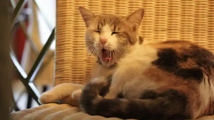 パリねこ ザ・スペシャル