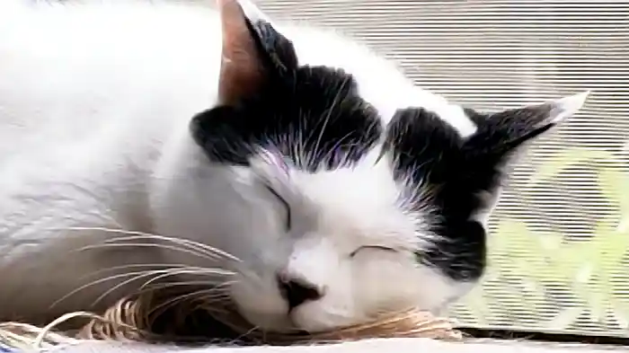 サンリオおもしろ図鑑　ハローキティ　ニャンニャン大集合！