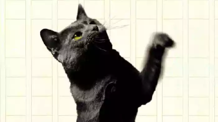 吾輩は猫である