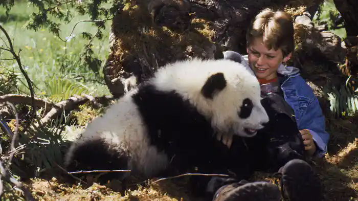 リトル・パンダの冒険