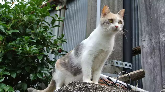先生と迷い猫