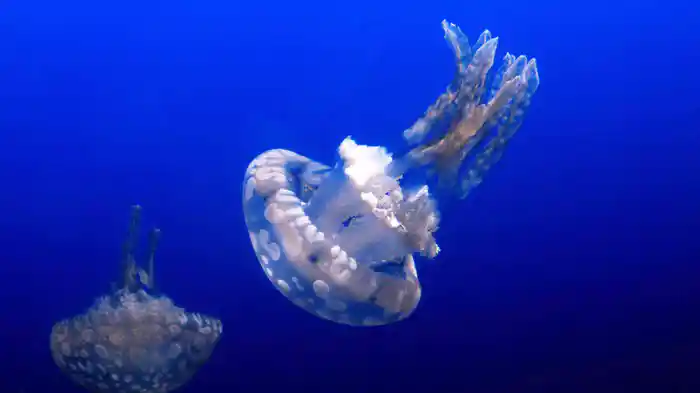 海月日和（アクアリウム編）