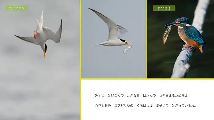 とりのくちばしえほん