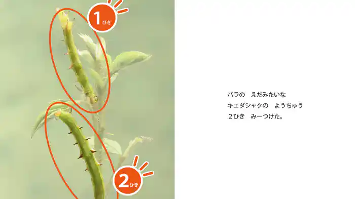 むしさんどこにいるの?