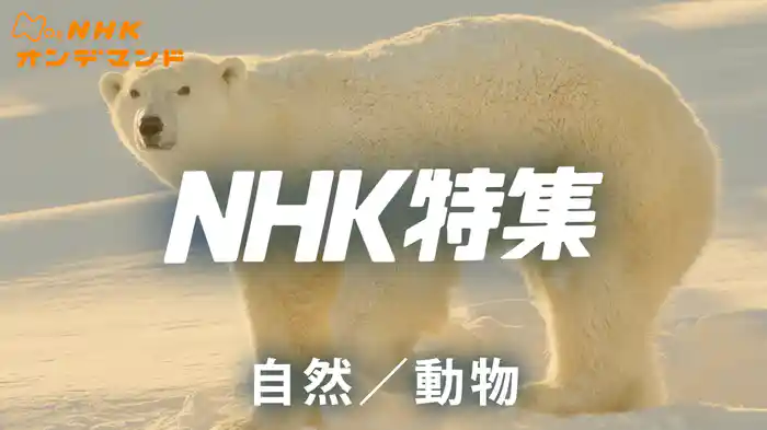 Ｎ特　自然／動物