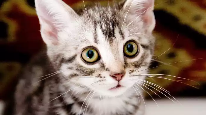 グーグーだって猫である