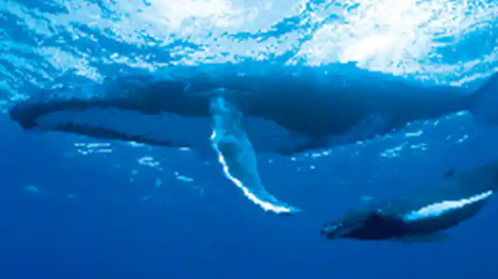 オーシャンズ　～海に生きる生命たち