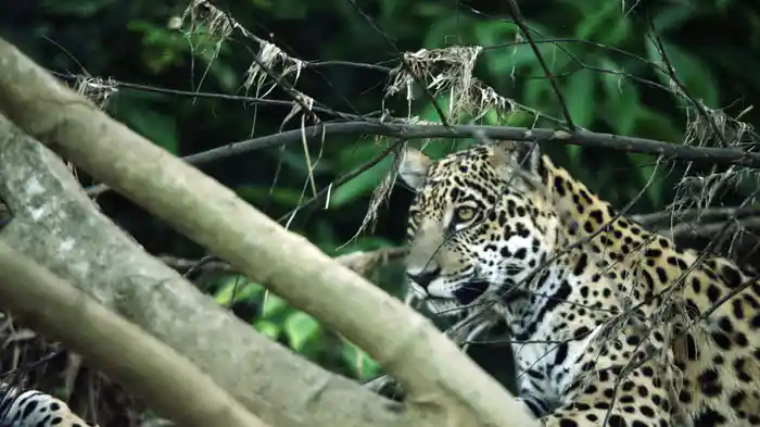 フォレスト　生命（いのち）の森