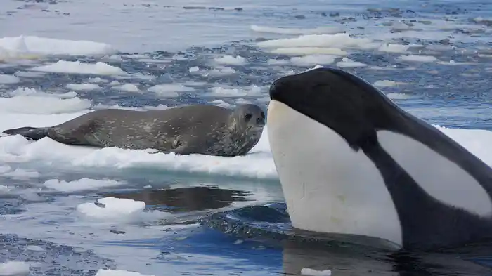 シャチ～優しい殺し屋