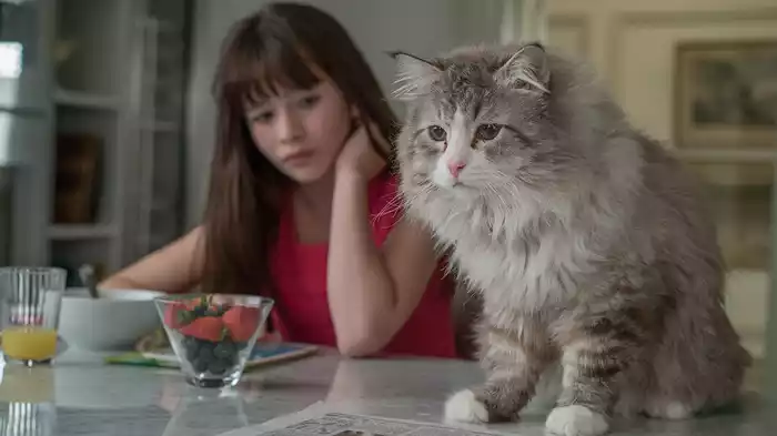 メン・イン・キャット