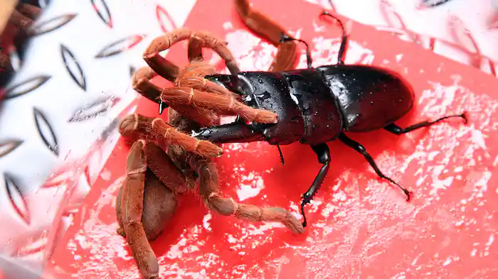 劇場版虫皇帝(1)