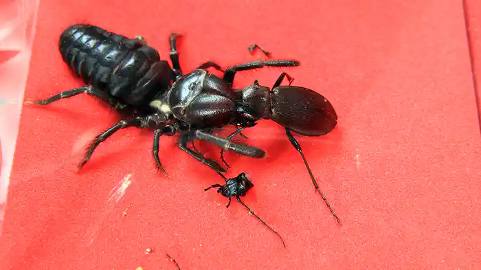 劇場版虫皇帝(2)