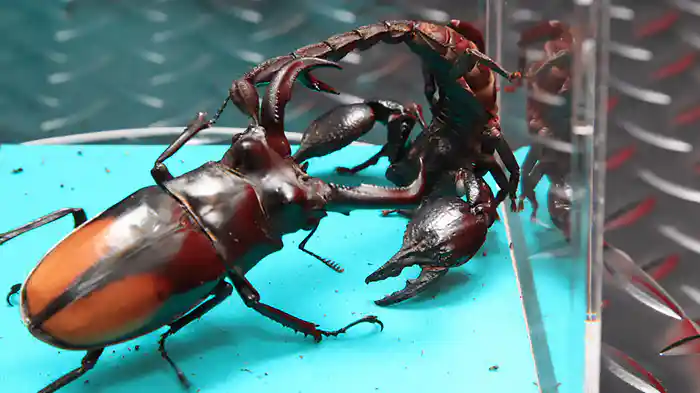 劇場版虫皇帝(3)