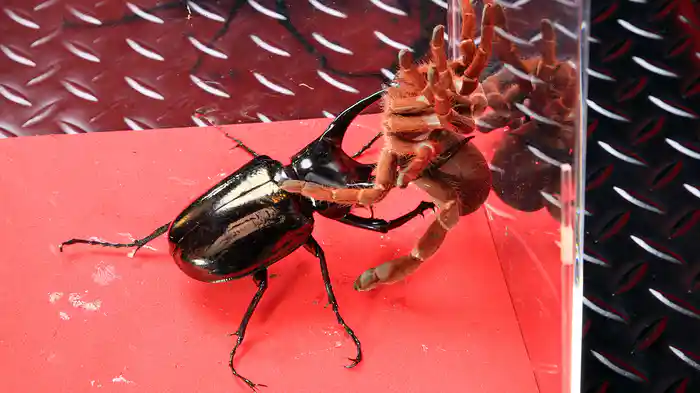 劇場版虫皇帝(4)