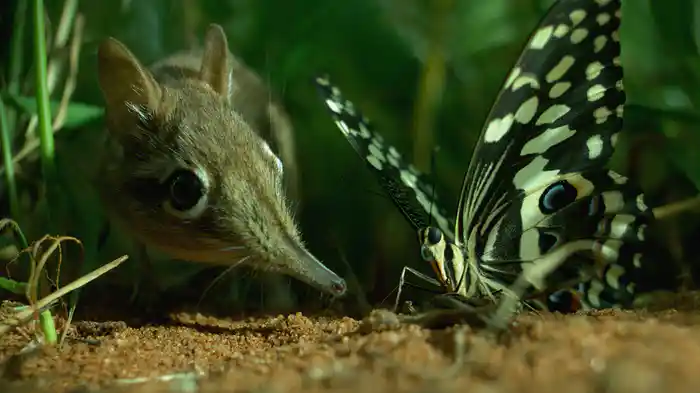 小さな世界はワンダーランド(TVシリーズ完全版)