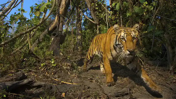 ヒマラヤ・野生のトラ～最後の聖域に挑む～