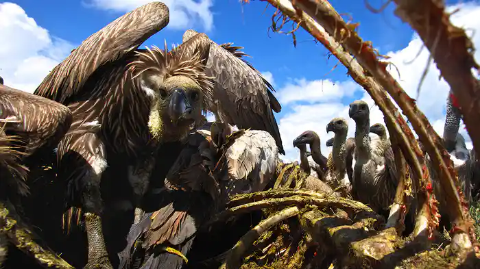 ハゲワシ~美しき野獣