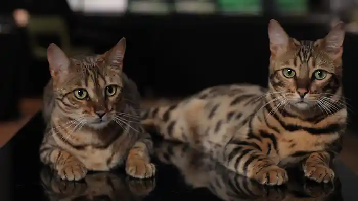 密着!ネコたちの1週間