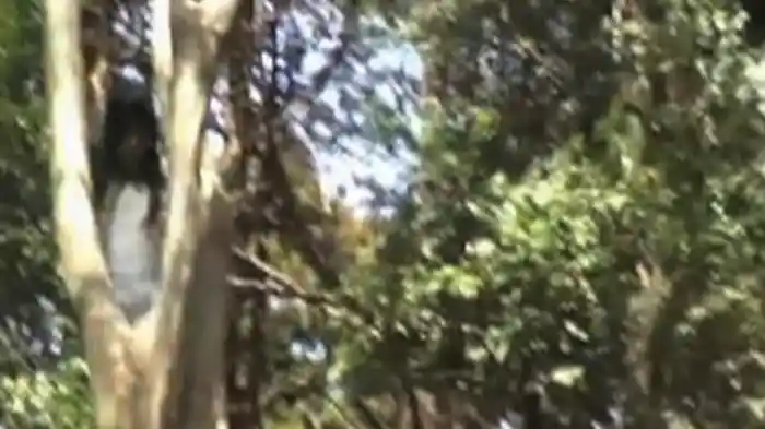 Not Found 2 ネットから削除された禁断動画