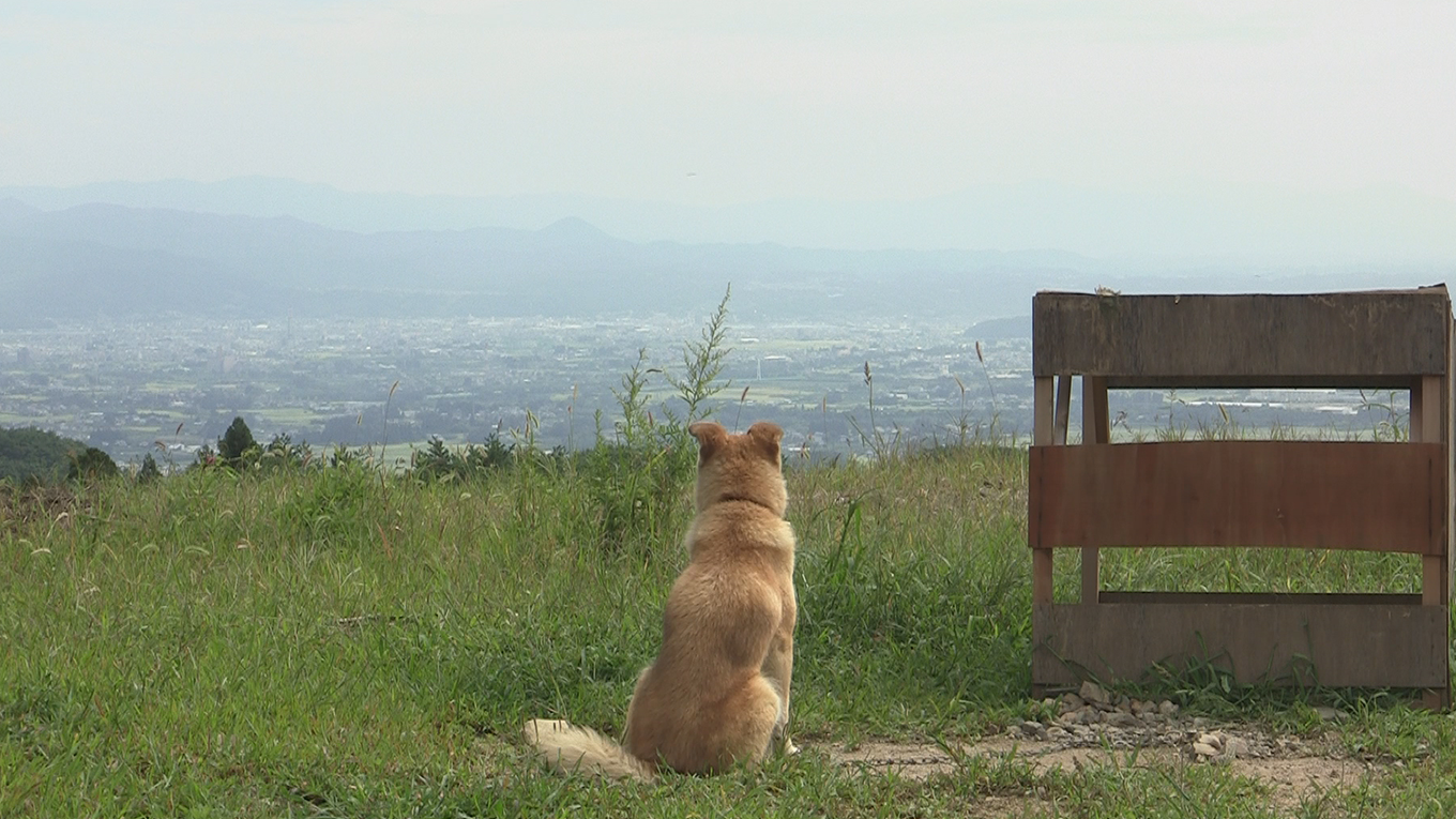 犬と猫と人間と2　動物たちの大震災フル動画