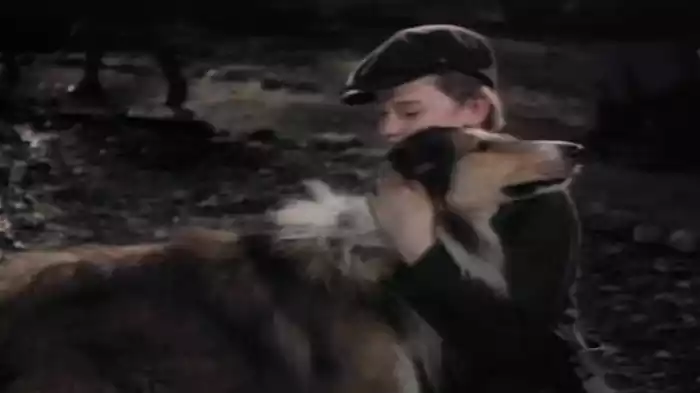 名犬ラッシー 家路