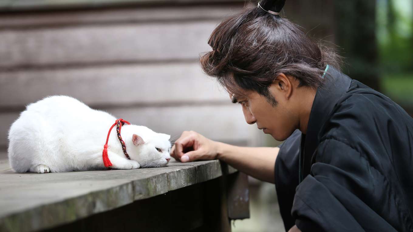 映画 猫侍の動画視聴 あらすじ U Next 映画 猫侍の動画視聴 あらすじ U Next