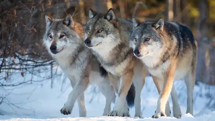 イエローストーン〜七色の泉と白い雪解け〜