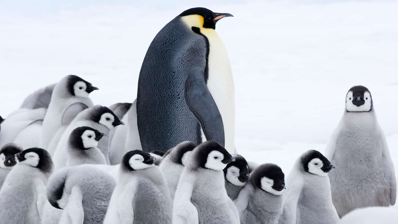 皇帝ペンギン ただいまの動画視聴 あらすじ U Next