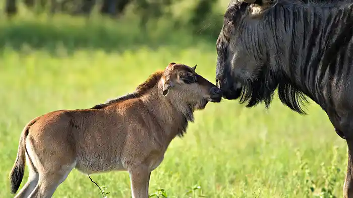 アニマル・ベビー ～野生の成長物語～