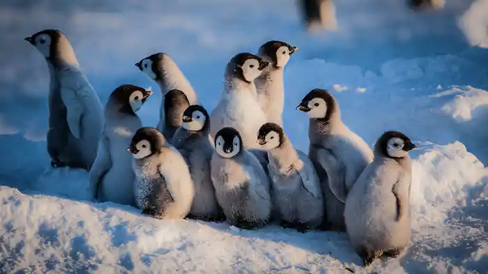 南極ペンギン物語~スノウ誕生から旅立ちまで~