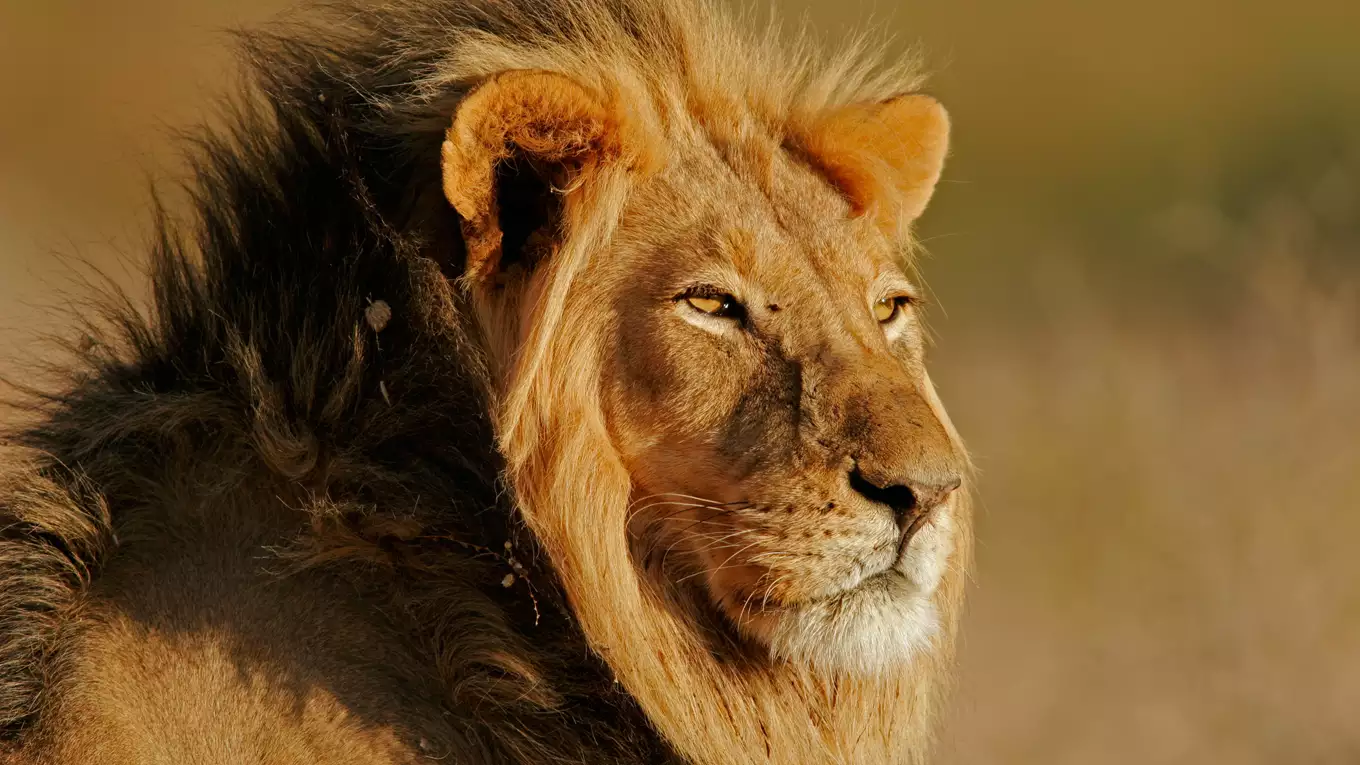 驚くべき動物たち ヒョウ・ライオン・タカ 最強のハンター