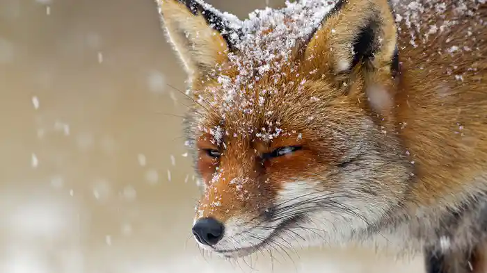 驚くべき動物たち クマ・キツネ 生きのびる力
