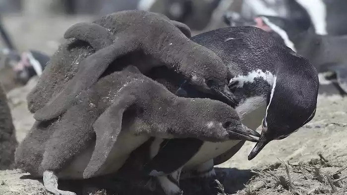スパイカメラ -ペンギン 極限の親子愛