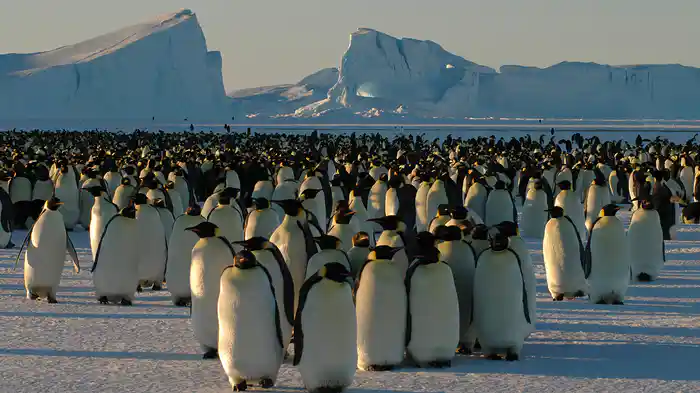 氷の国の動物たち