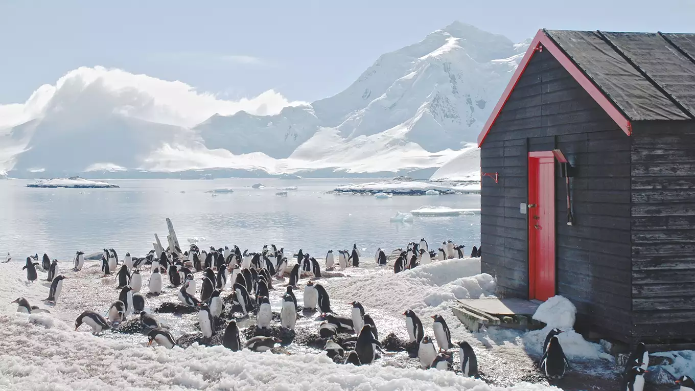 南極のペンギン＆世界のかわいい動物たち　前編