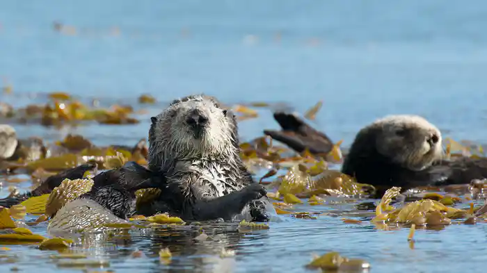 南極のペンギン&世界のかわいい動物たち 後編