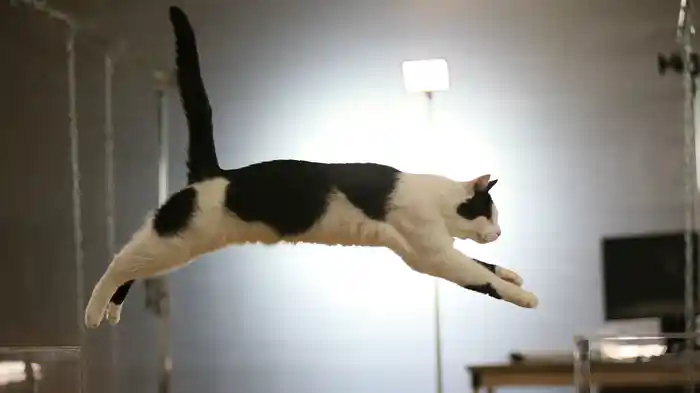 にゃんこサイエンス