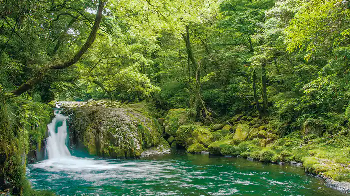 Heal in Kyushu 阿蘇 森のささやき