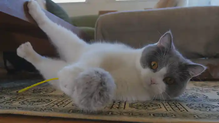 ねこキュン 癒しのにゃんこシアター