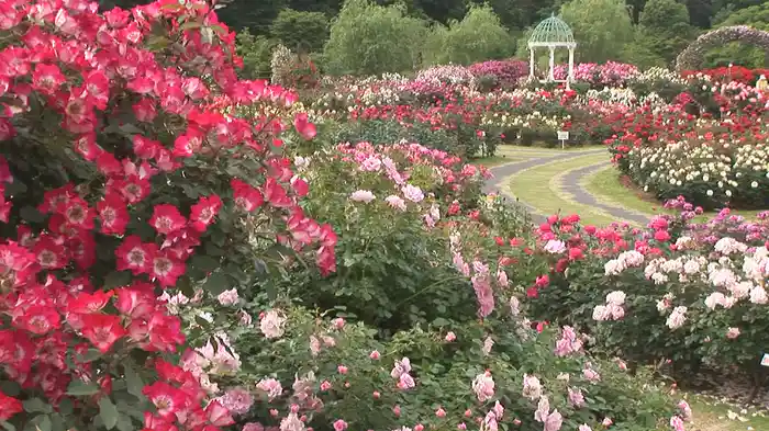 花名所百景 満開絶景を訪ねて/映像遺産・ジャパントリビュート